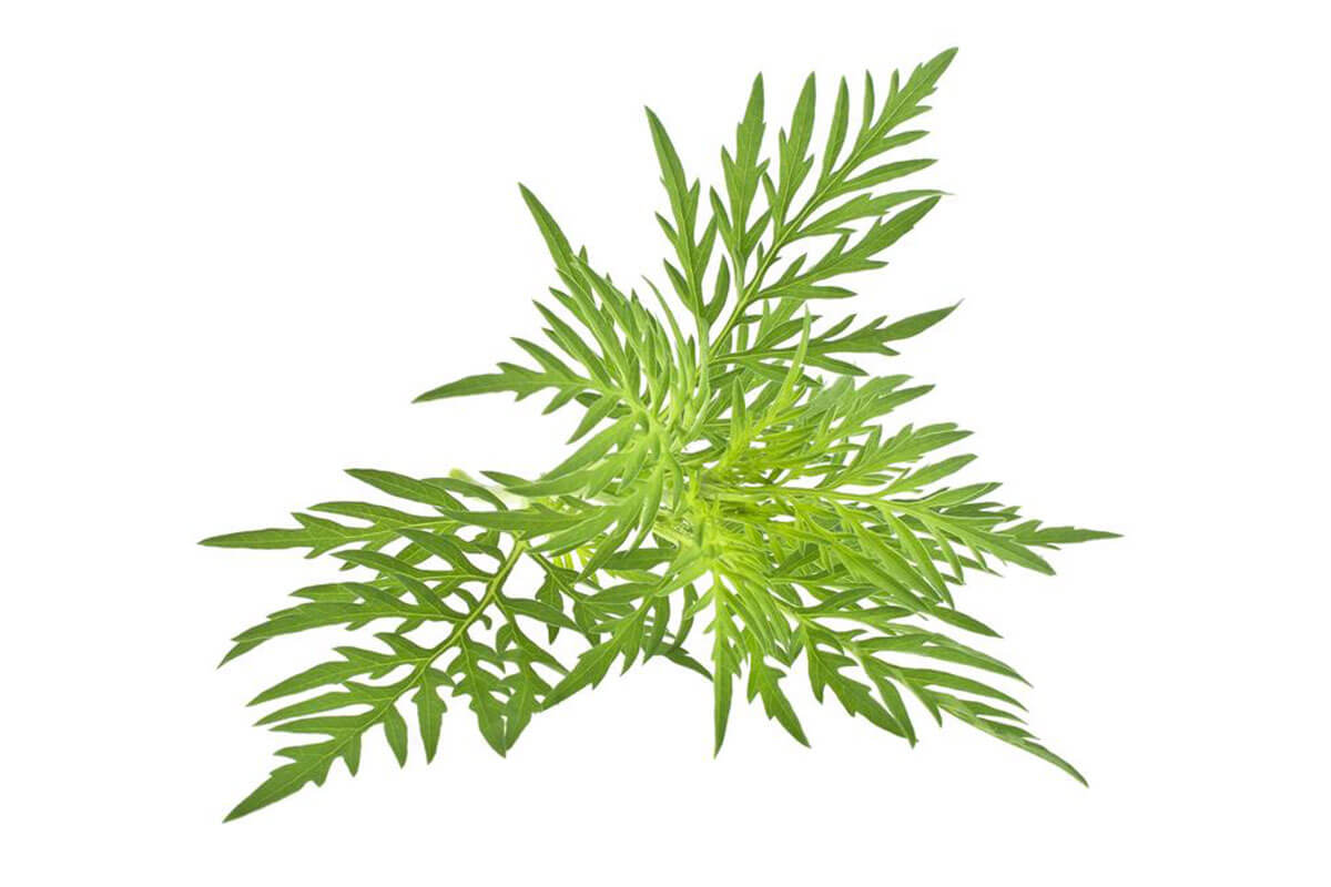 How Ragweed Symptoms Affect Your Body